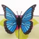 detail of Blue Morpho butterfly popup card