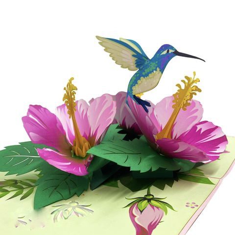 Hummingbird hibiscus