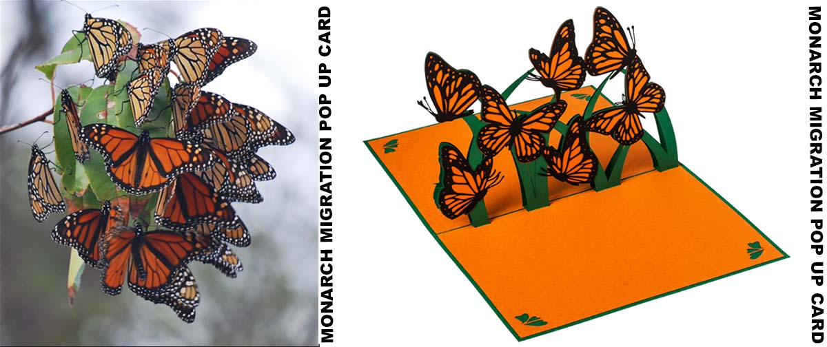 monarch butterfly pop up card