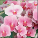 Pink orchids pop up card