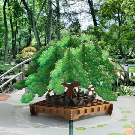 bonsai pine tree in Japanese garden